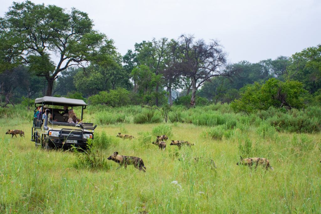 Die Herrscher des Okavango