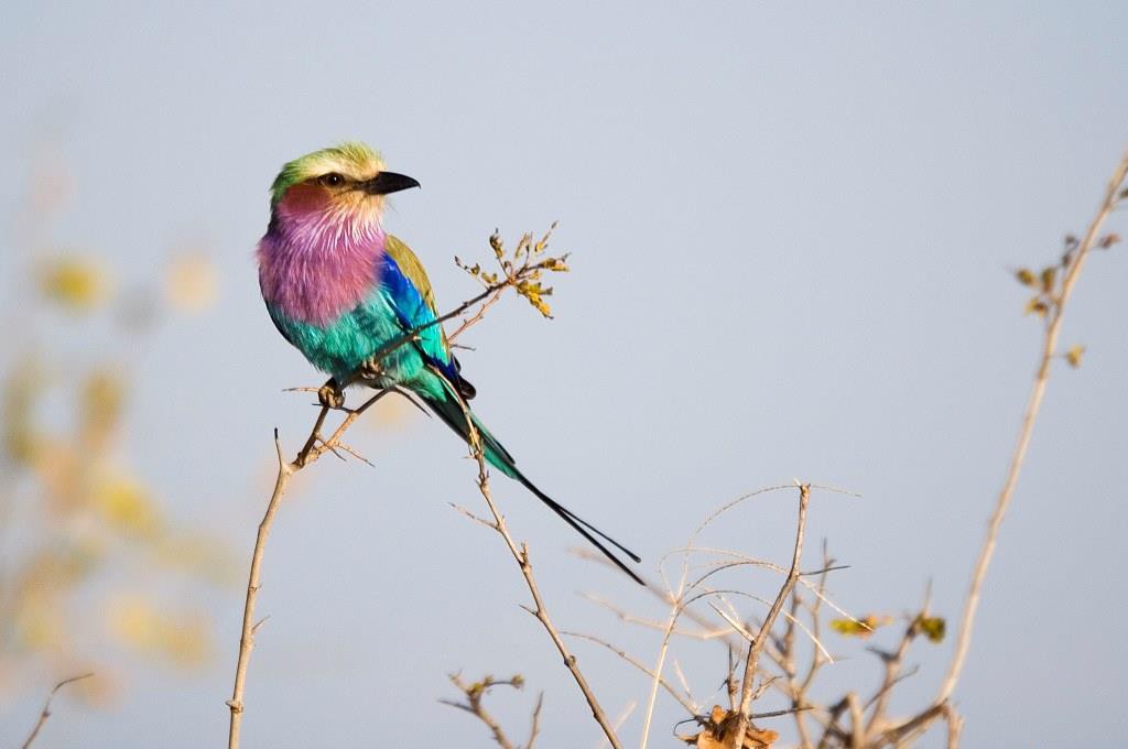 Sambia