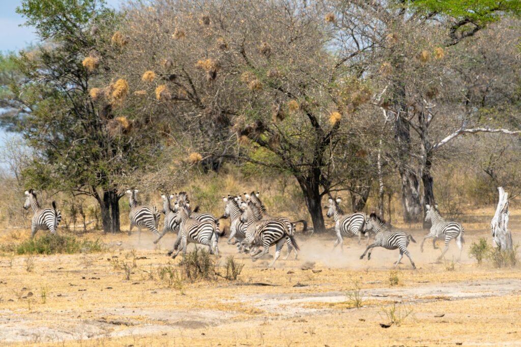 Tag 9: Nyerere Nationalpark