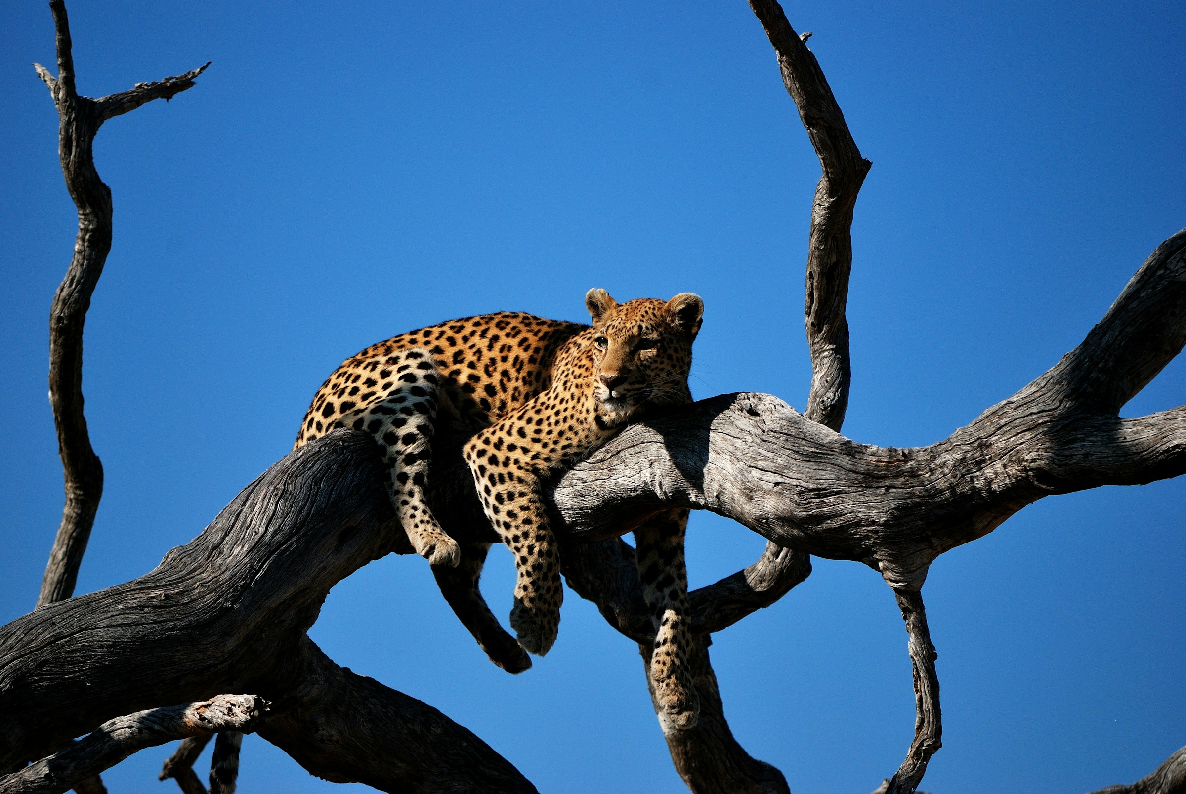 Okavango Delta – Best Value for Money