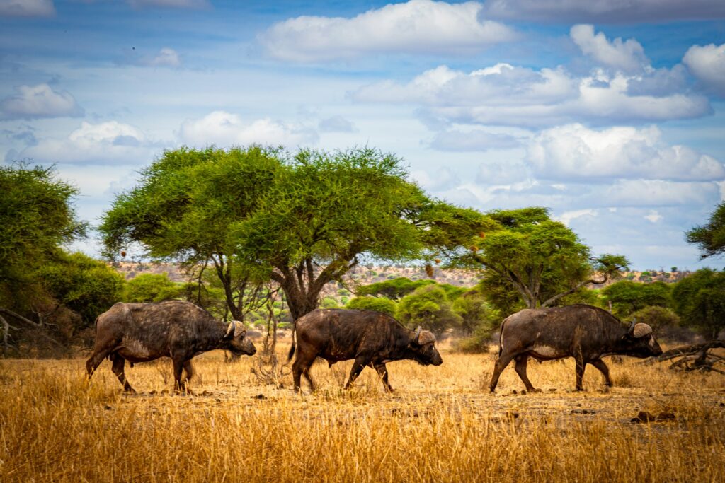 Tag 5: Serengeti