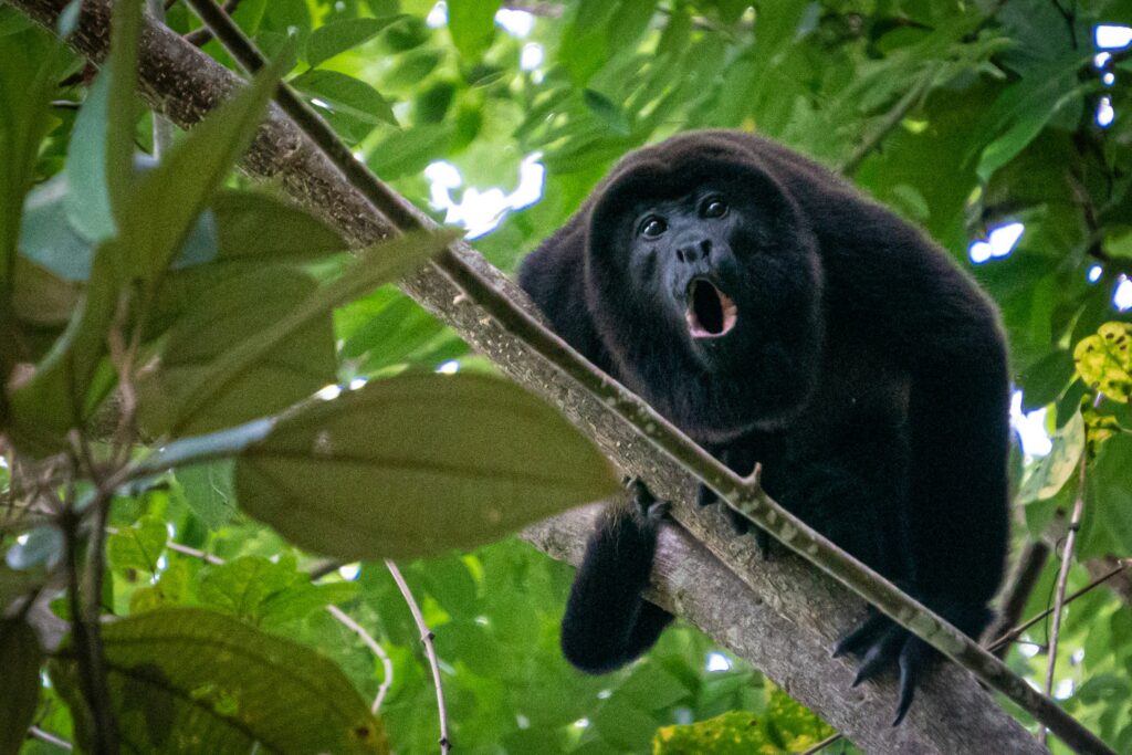 Tag 7: Tortuguero
