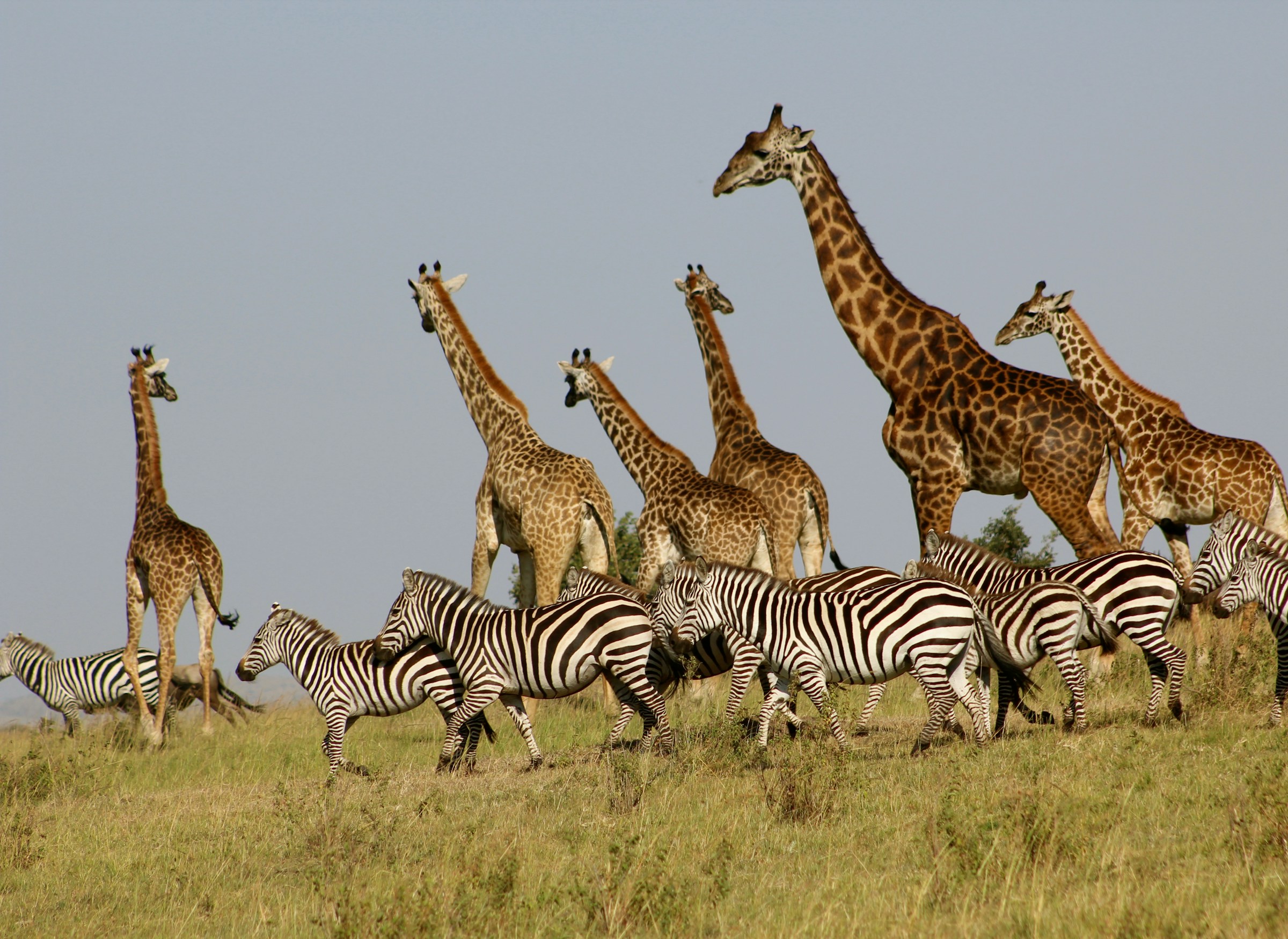 Masai Mara Walking Wilderness