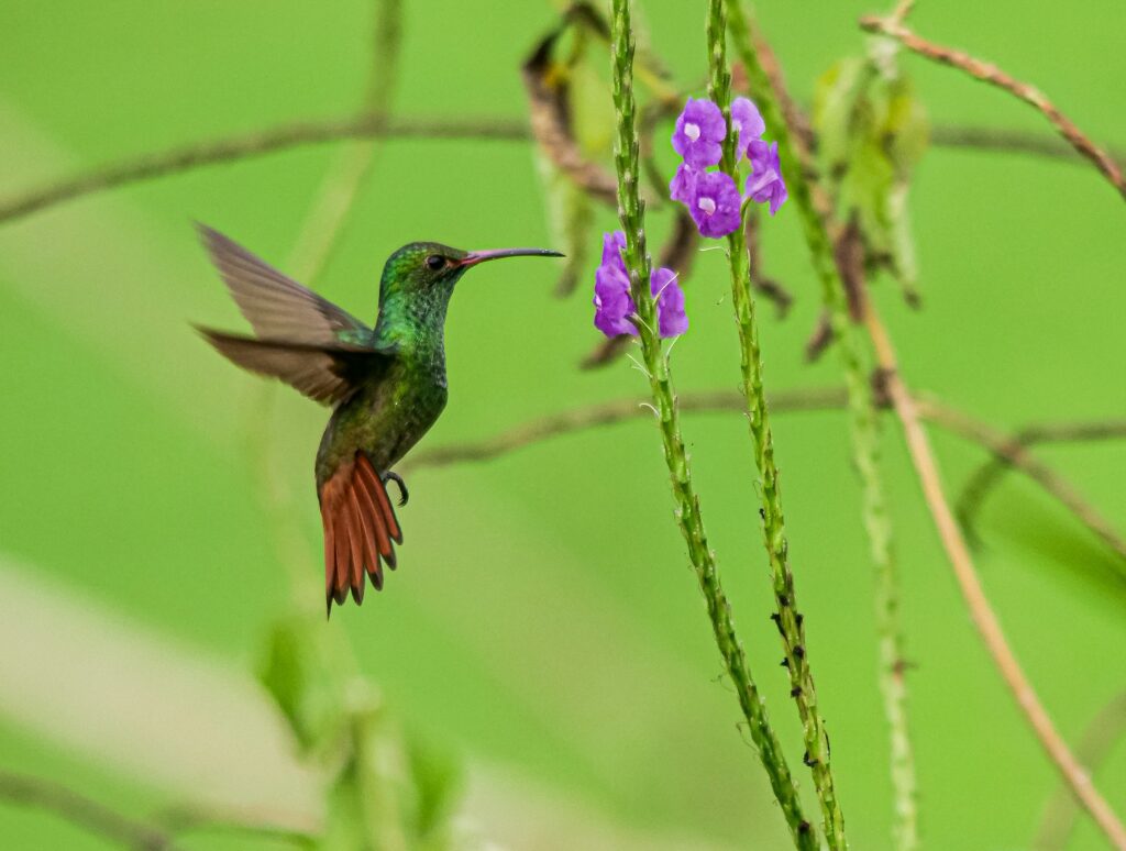 Tag 2: San José - Monteverde