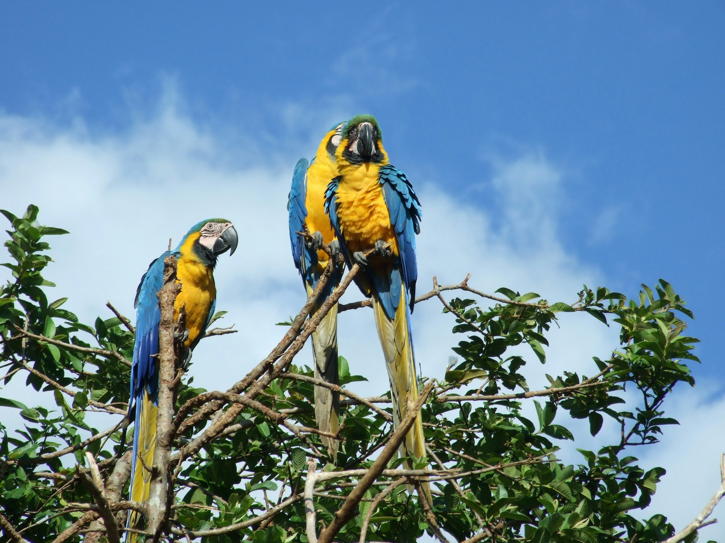 Höhepunkte Venezuelas