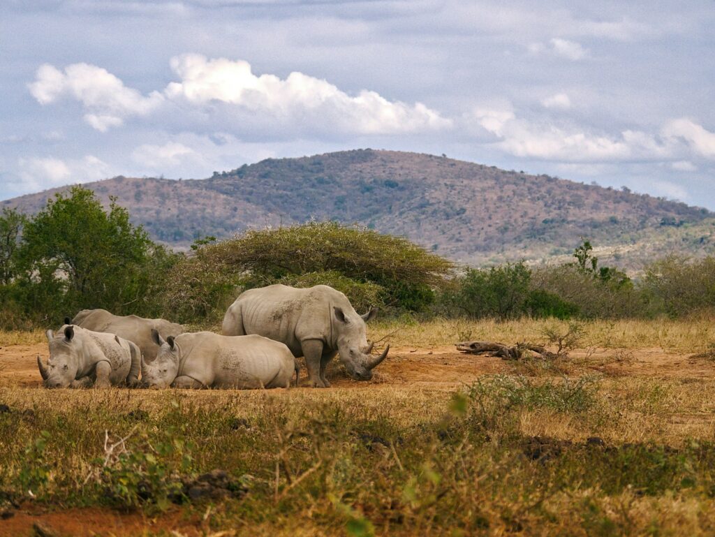 Tag 6: Nkosi Forest Lodge - Hluhluwe Tierreservat