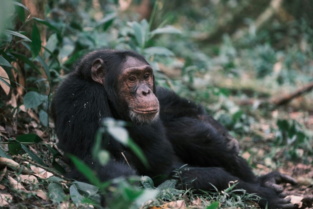 Tag 7: Fort Portal - Kibale Forest - Queen Elizabeth NP