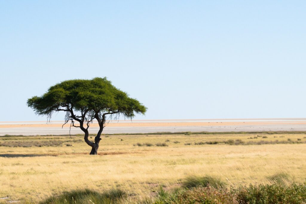 Tag 2 + 3: Windhoek - Etosha