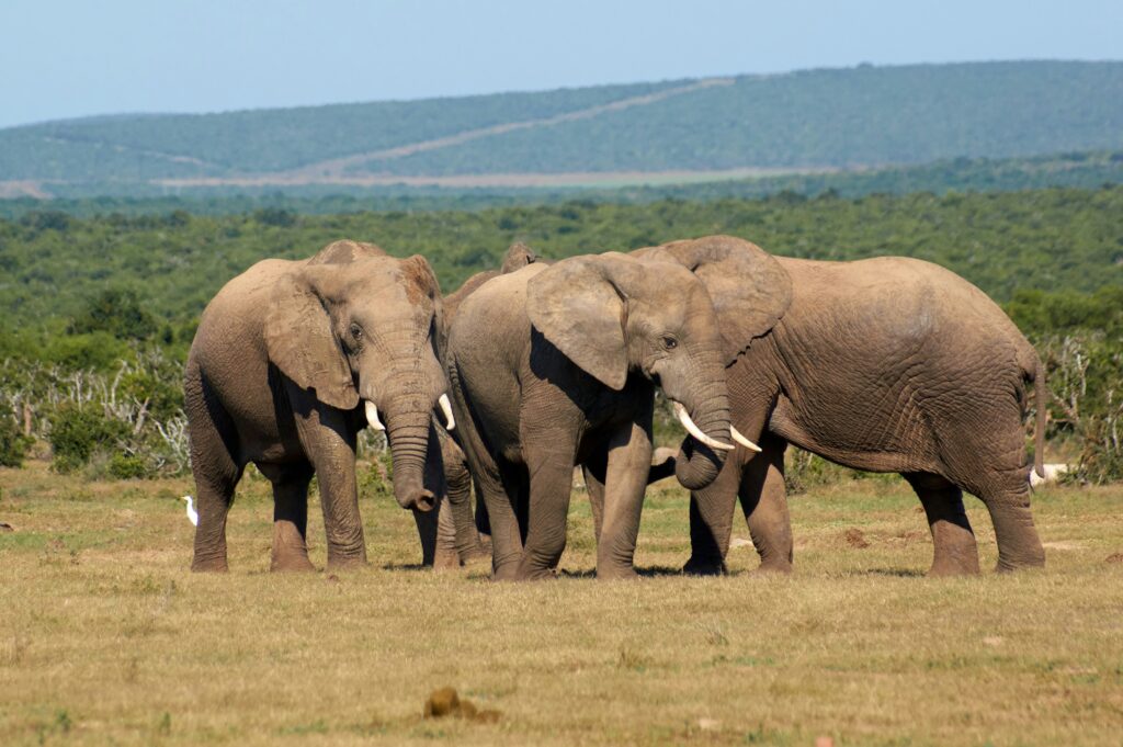 Tag 3: Addo Elephant Park