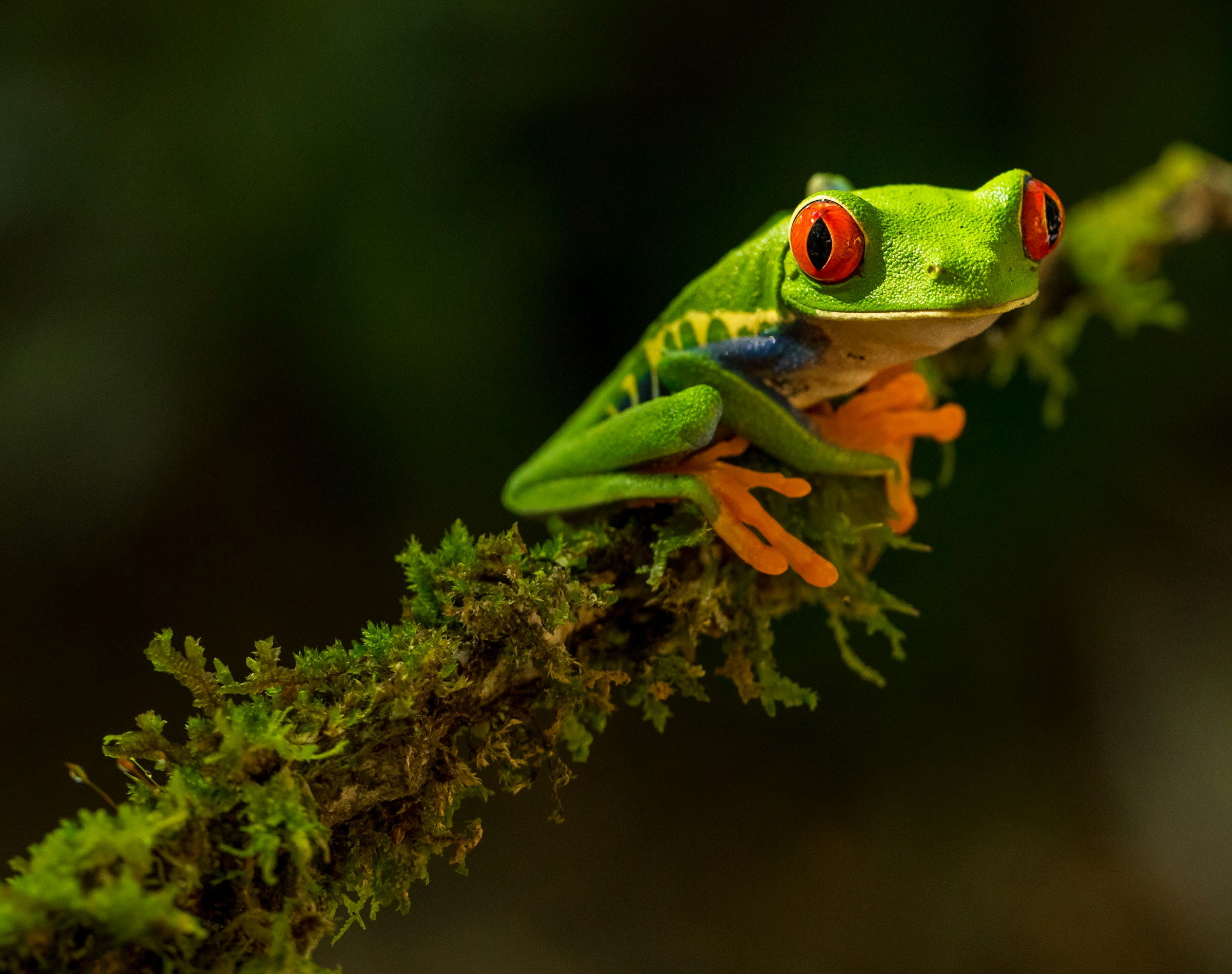 Bezauberndes Costa Rica