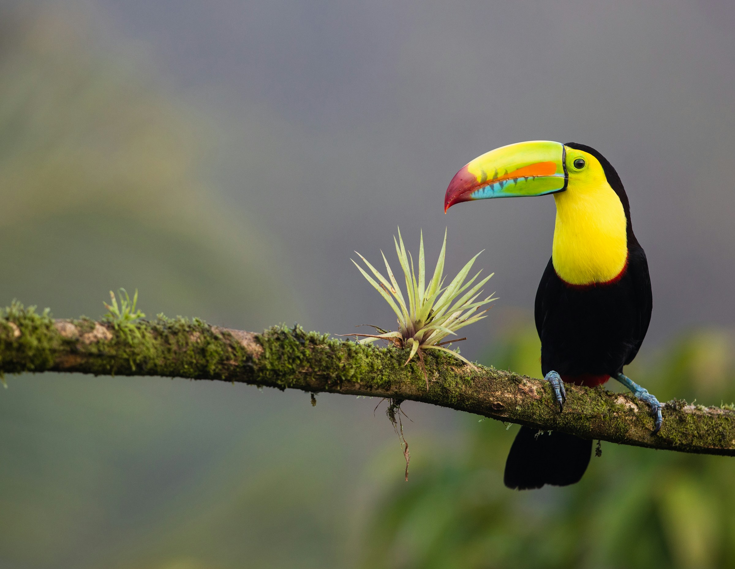 Panama + Costa Rica