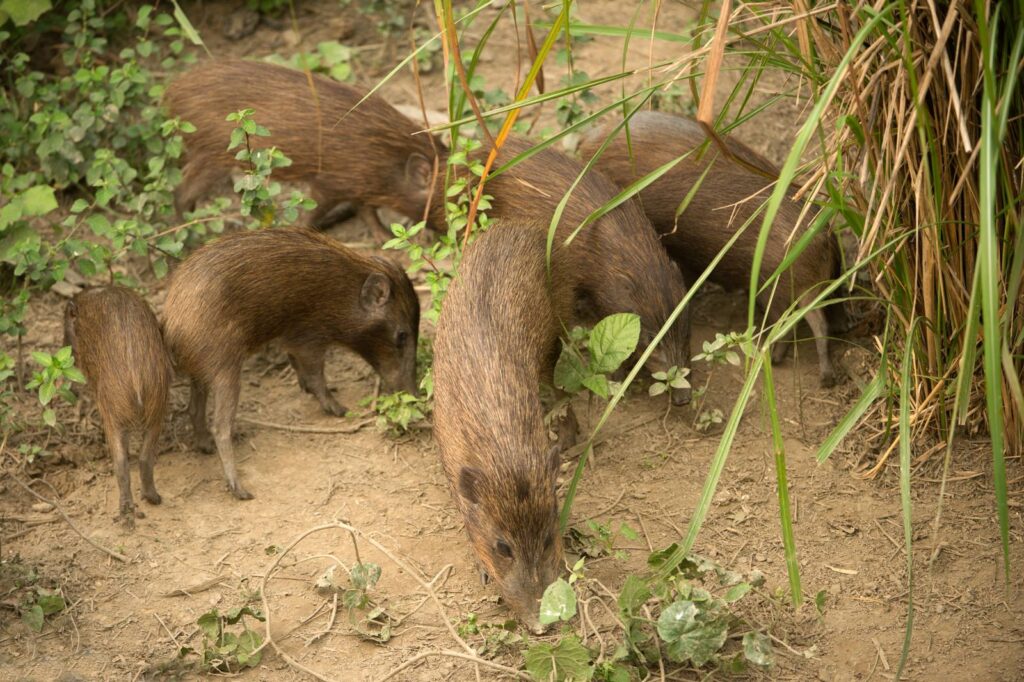 Tag 5: Manas NP - Nameri NP
