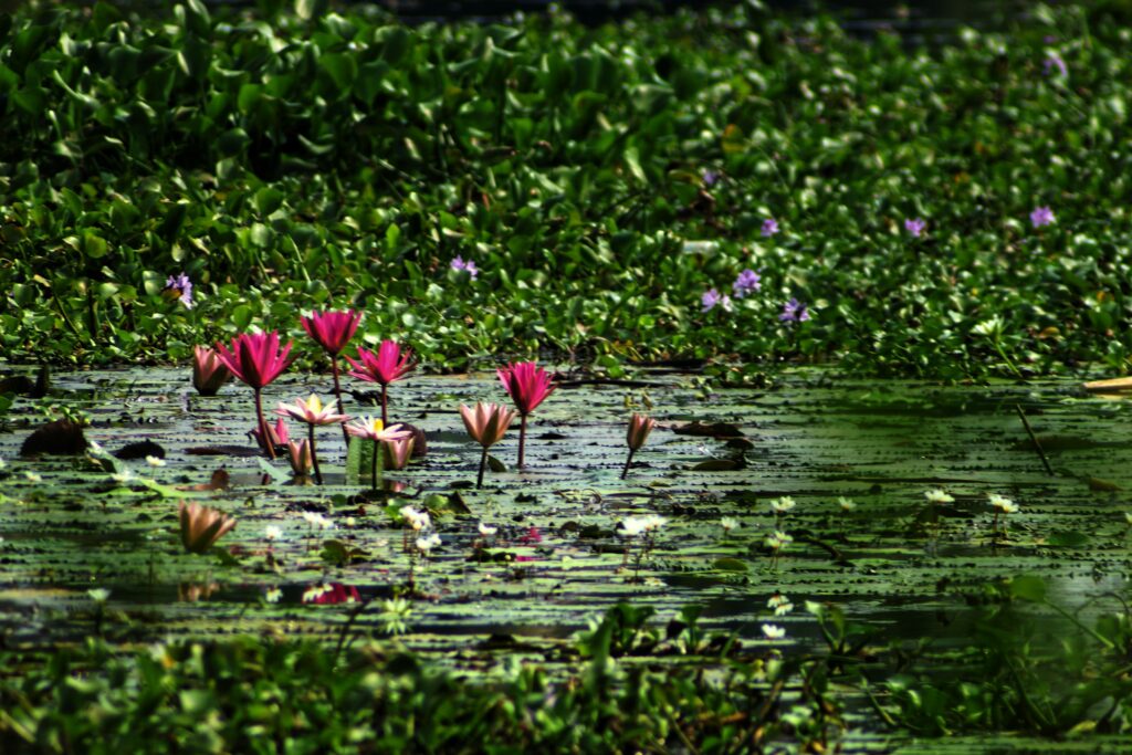 Tag 20: Kumarakom - Kochi