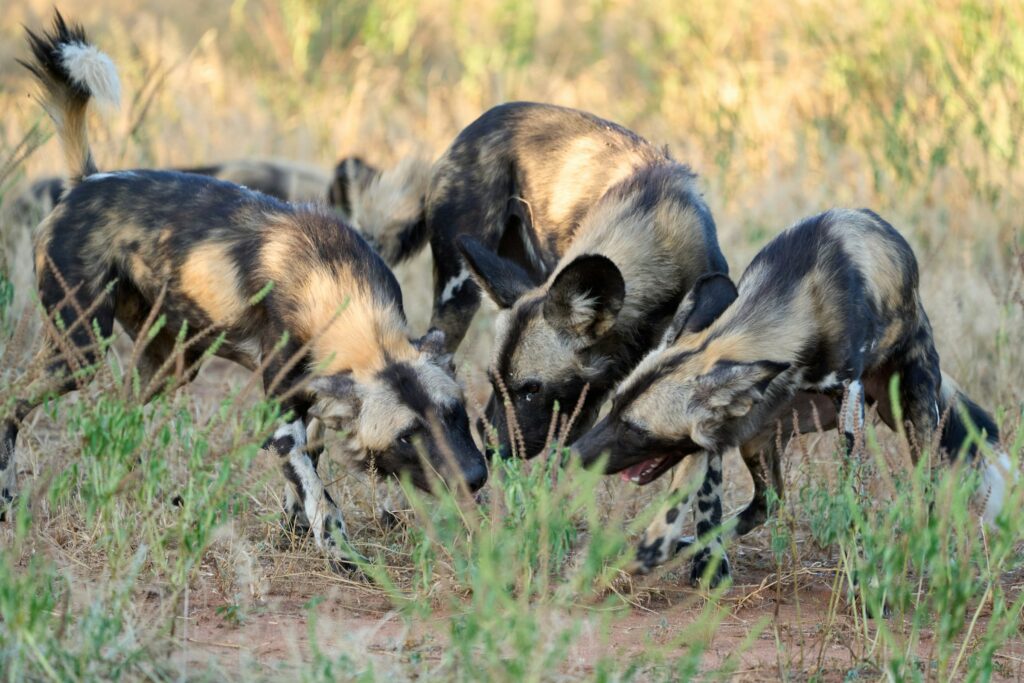 Tag 6 + 7: Lower Zambezi