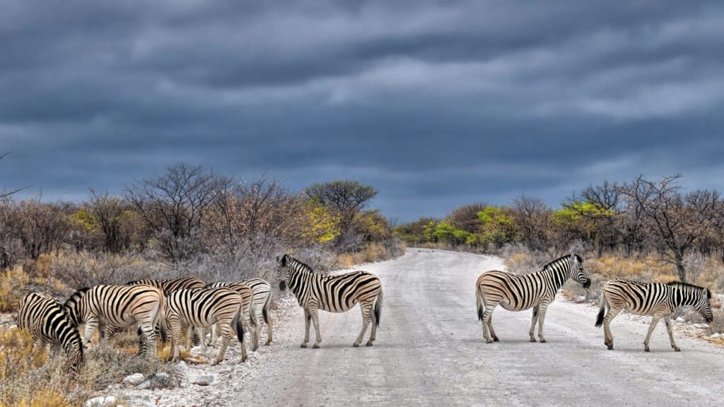 Tag 9 + 10: Etosha Onguma Private Reserve