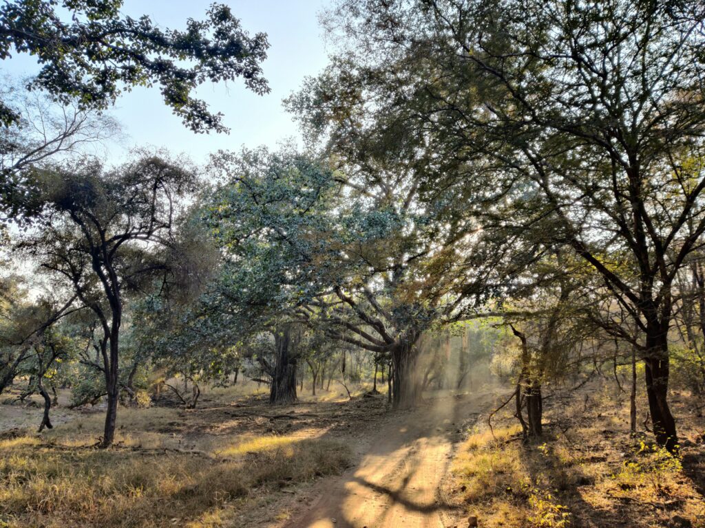 Tag 13: Ranthambore NP