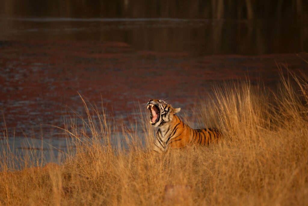 Tag 12: Nagarhole NP