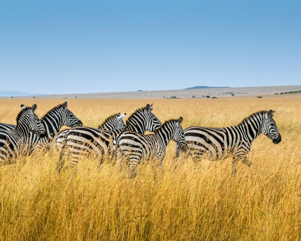 Tag 2 Tarangire - Ngorongoro