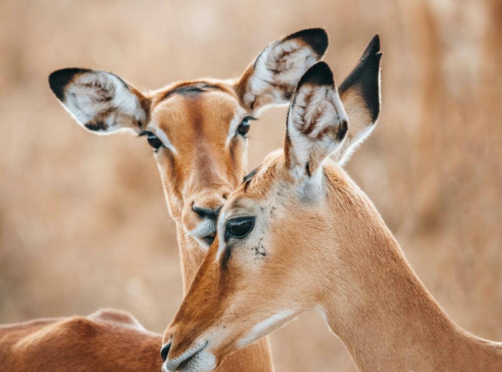 Tag 5: Serengeti