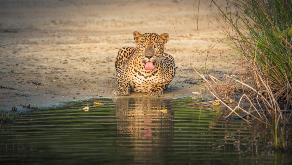Tag 10: Yala NP