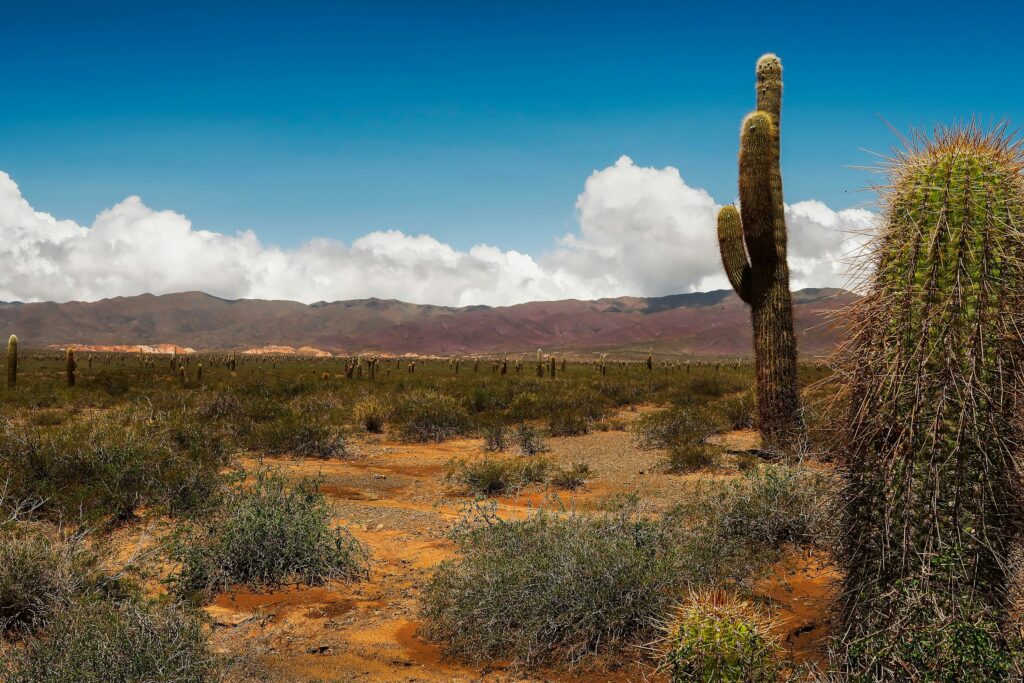 Tag 4: San Antonio de los Cobres - Cachi