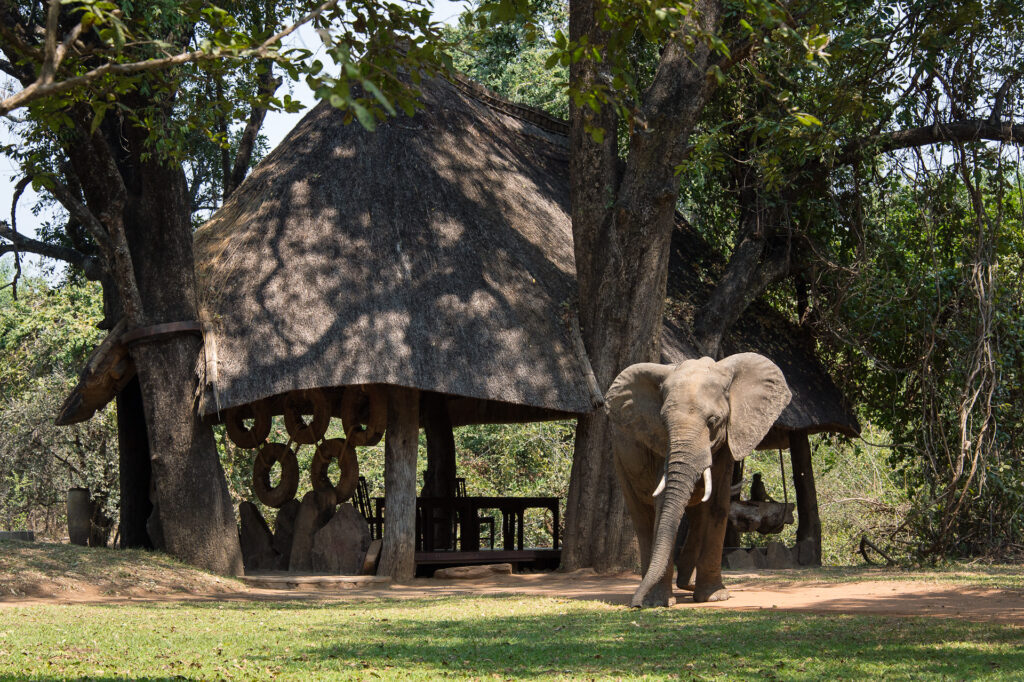 Tag 5: South Luangwa 