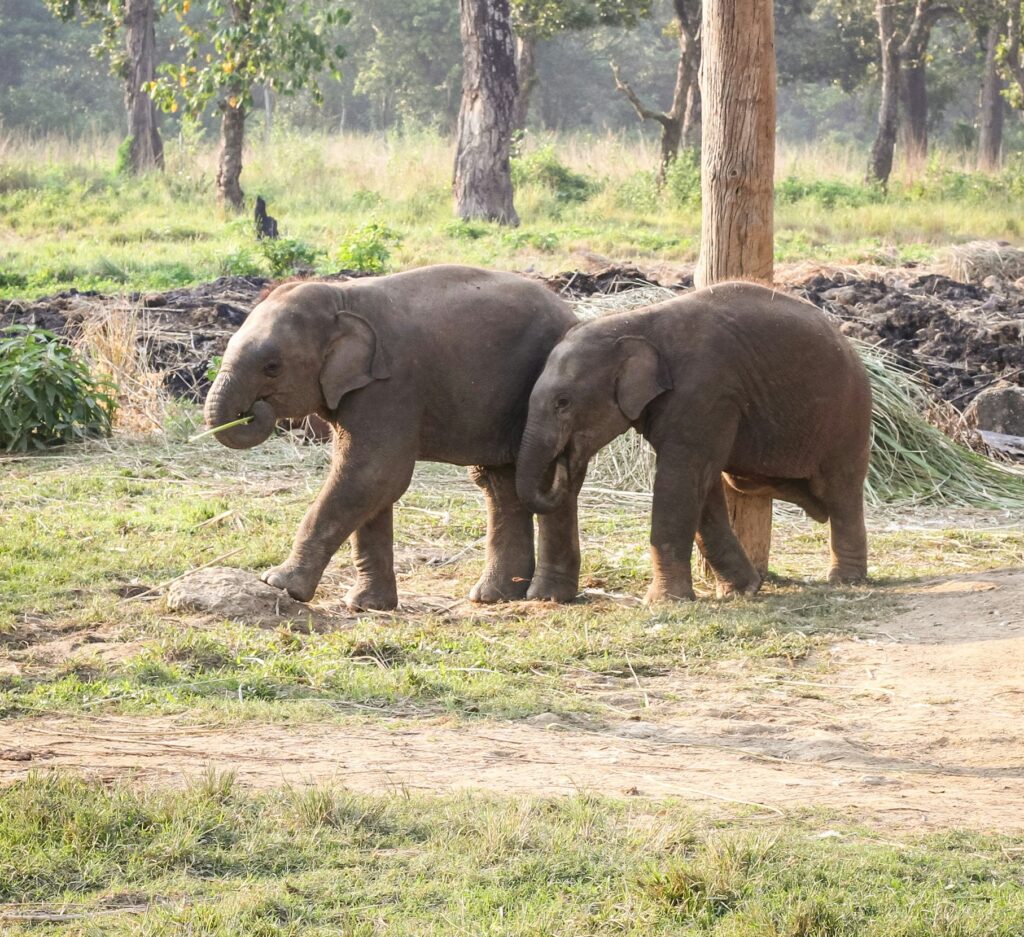 Tag 8: Lumbini - Chitwan Nationalpark
